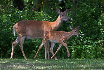 white tailed deer