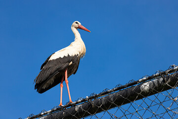 White stork ciconia