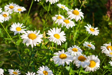 Many bright daisies in the garden among the greenery