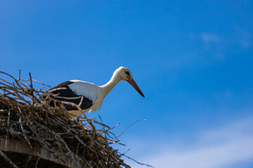 Fototapeta premium White stork ciconia in its nest