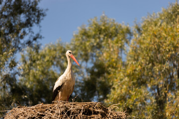 White stork ciconia in its nest