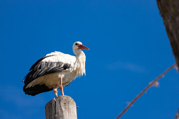 White stork ciconia on wood