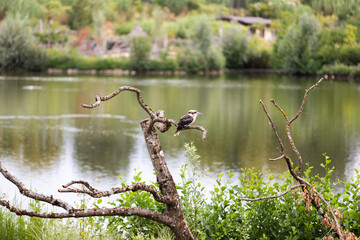 Laughing kookaburra on a branch in front of the lake - Dacelo novaeguineae - kingfisher of Australia