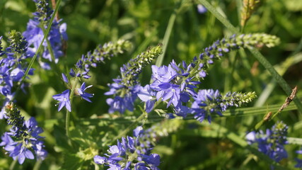 green meadow with blue flowers