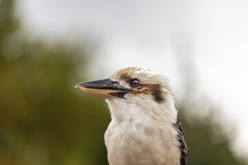 Close up of a kookaburra
