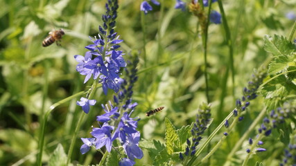 meadow with flowers and fuzzy flying insects