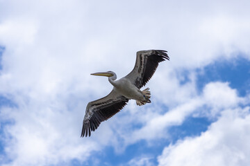 Pelican in flight on a blue cloudy sky