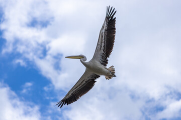 Fototapeta na wymiar Pelican in flight on a blue cloudy sky