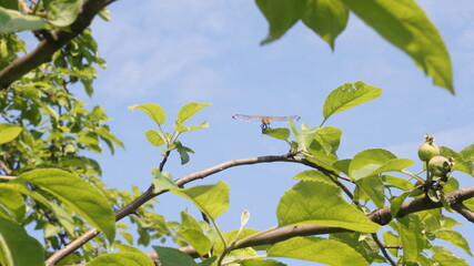 Apple tree branch with a dragonfly against the sky