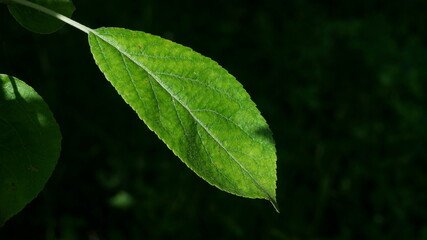 bright green apple leaf on a dark background
