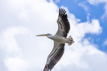 Pelican in flight on a blue cloudy sky