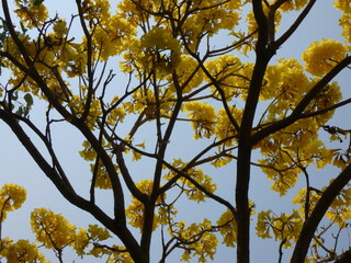 Yellow flowers in the park
