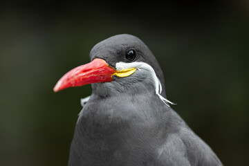 Inca tern - Larosterna inca