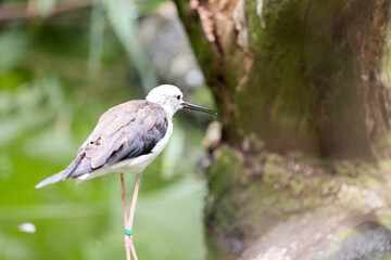 Black-winged stilt, Himantopus himantopus