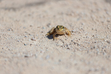 Frog on the ground isolated with bokeh