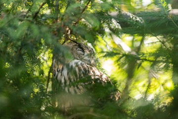 Owl in the forest