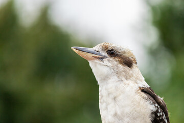 Close-up of a laughing kookaburra - Dacelo novaeguineae - kingfisher of Australia