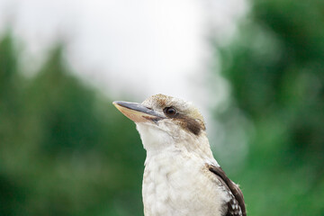 Portrait of a laughing kookaburra - Dacelo novaeguineae - kingfisher of Australia