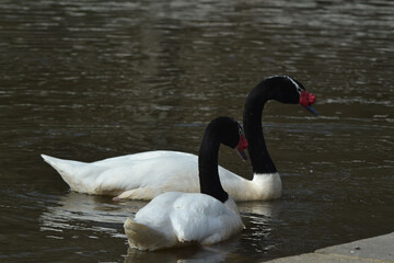 Fototapeta premium ducks and swans in the lagoon of the University of Concepcion Chile