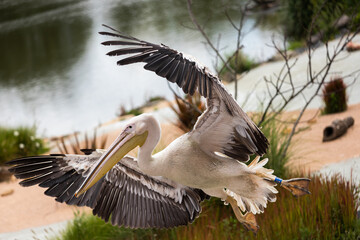 Pelican in flight