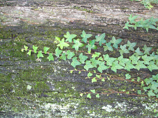 
leaves growing in the trunk of a tree in Concepcion Chile