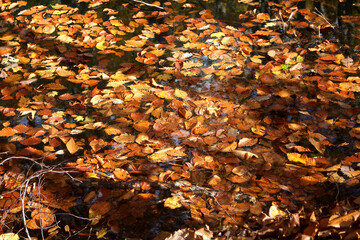 Close up of dry fallen Autumn leaves in the water of the lake with sunshine on it, Tsuta Onsen, Aomori, Japan, Asia