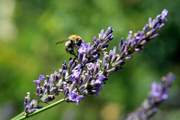 Lavendel Blüte, Detail mit Biene.