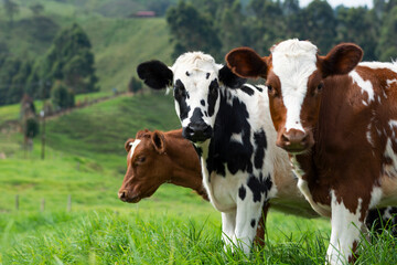 three cows © Daniel