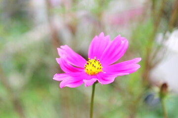 Obraz premium pink cosmos flower