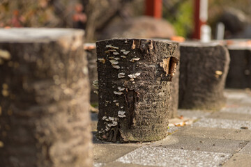 old wooden fence with mushrooms
