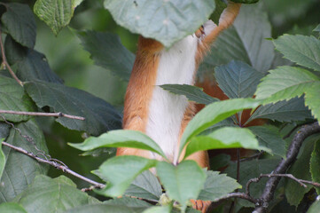 squirrel belly