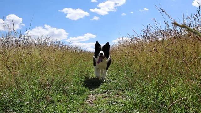 Slow Motion of Border Collie Running Through Cereal Field with Tongue Out in Czech Nature. Happy Black and White Dog Running Between Flowering Plants on a Field with Blue Sky with Clouds.