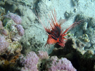 Naklejka na ściany i meble Radial firefish. This lionfish grows up to 24 cm. It feeds on small fish, crabs and shrimps. It lives at depths of up to 30 meters. This type of fish has a bright color.
