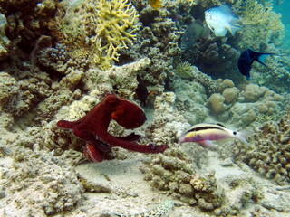 Fototapeta na wymiar Octopus. Big Blue Octopus on the Red Sea Reefs.