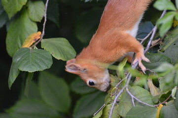 the squirrel goes down