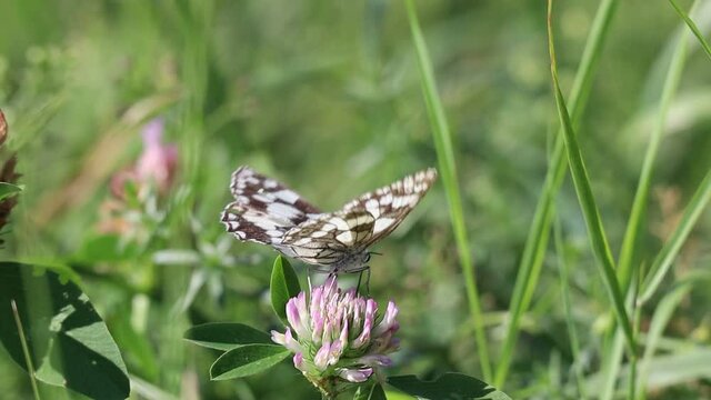 The Marbled White Butterfly (Melanargia Galathea) Pollinating Red Clover on a Meadow.  Beautiful Butterfly with White and Gray-Black Markings on Trifolium Pratense in Czech Nature. 