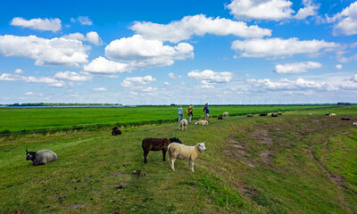 Panoramic view of wanderers in a meadow with sheep and windmills near Eemnes, Netherlands
