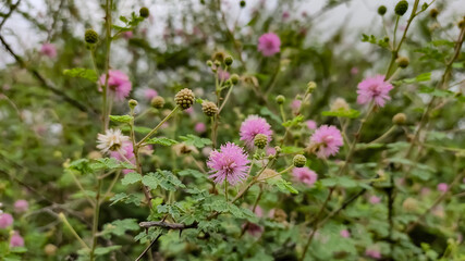 Beautiful blossoming pink flowers of wild Indian bush looking like Mimosa strigillosa (sunshine mimosa) 