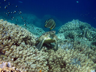 Naklejka na ściany i meble Big Green turtle on the reefs of the Red Sea.