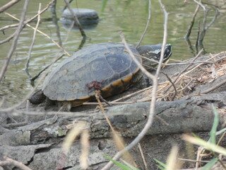 turtle on the beach