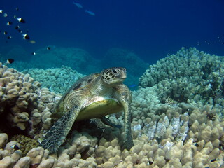 Fototapeta na wymiar Big Green turtle on the reefs of the Red Sea.