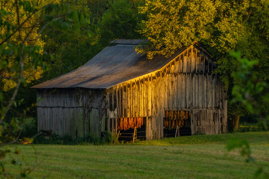 Tobacco barn painted gold in the evening sun