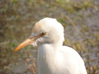 great white heron