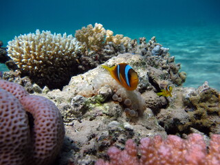 Clown fish. Amphiprion (Amphiprioninae). Red sea clown fish.