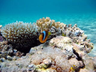 Fototapeta na wymiar Clown fish. Amphiprion (Amphiprioninae). Red sea clown fish.
