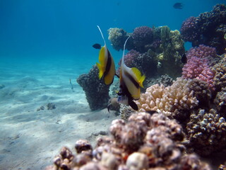 Plakat Рыба-бабочка. Красная морская кабуба-эта рыба вырастает до 20 см, питается зоопланктоном. Часто стаями над коралловыми рифами. 