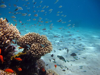 Naklejka na ściany i meble Octopus. Big Blue Octopus on the Red Sea Reefs.