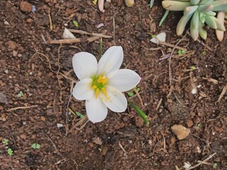 plants and flowers used for taxonomy studies
