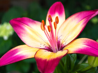 Fototapeta premium スカシユリ