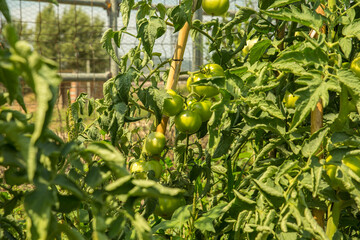 Ecologic, cultivated and organic green Tomatoes 